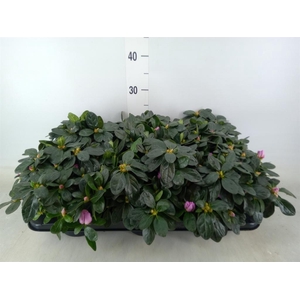 Rhododendron sim. 'Himalaya'