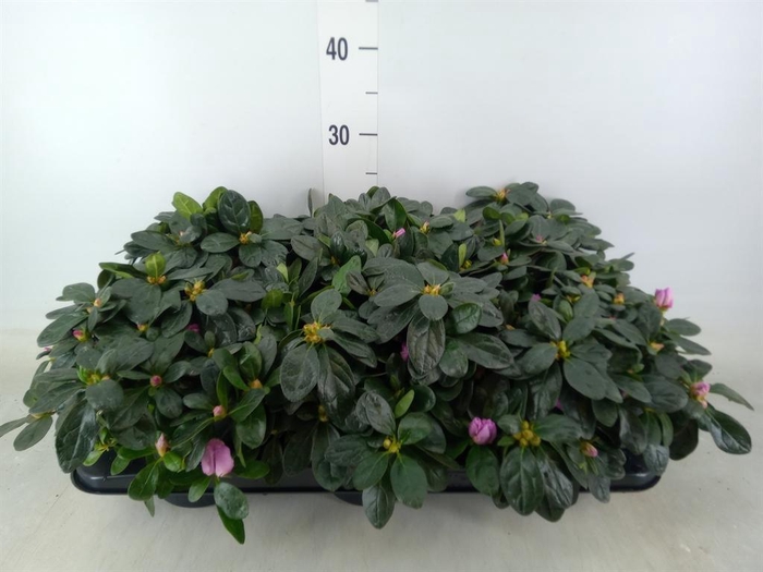 <h4>Rhododendron sim. 'Himalaya'</h4>