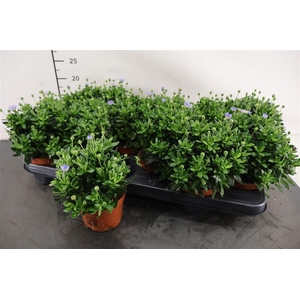 Felicia 10.5 Cm. P. Felicity Blue