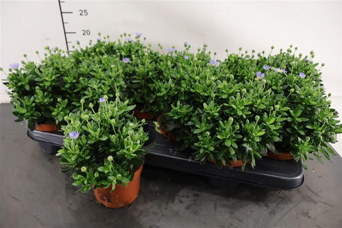 <h4>Felicia 10.5 Cm. P. Felicity Blue</h4>