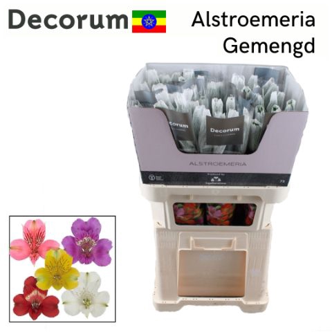 <h4>Alstr Gem In Fust</h4>