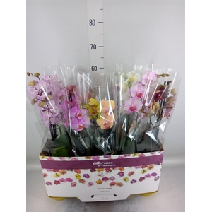 Phalaenopsis   ...mix