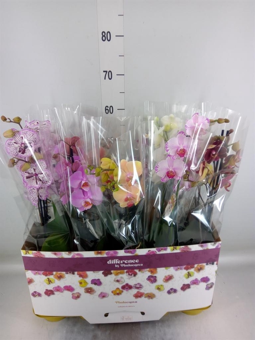 <h4>Phalaenopsis   ...mix</h4>