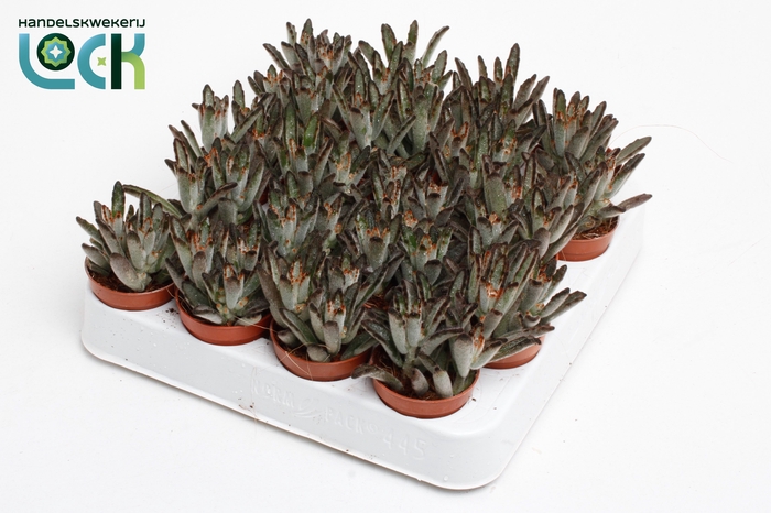 <h4>KALANCHOE TOMENTOSA</h4>