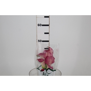 CALLA ROMANCE 040 CM