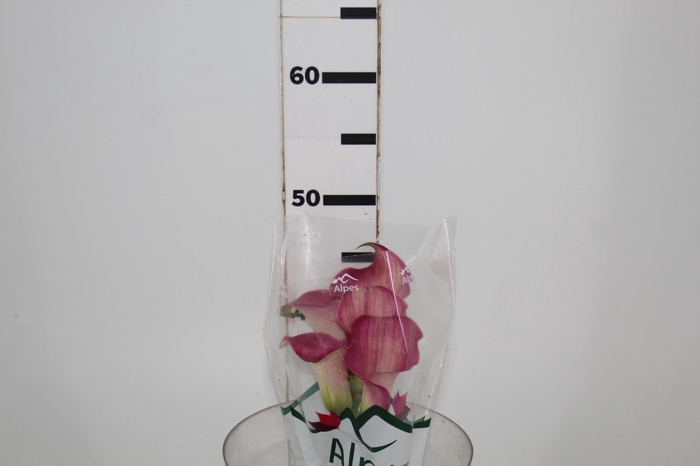 <h4>CALLA ROMANCE 040 CM</h4>