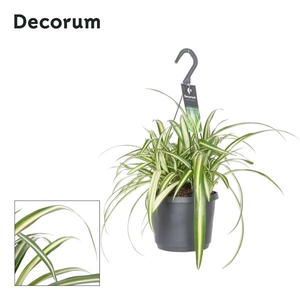 Chlorophytum comosum 'Variegatum'