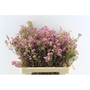 Kaaps Erica Pink