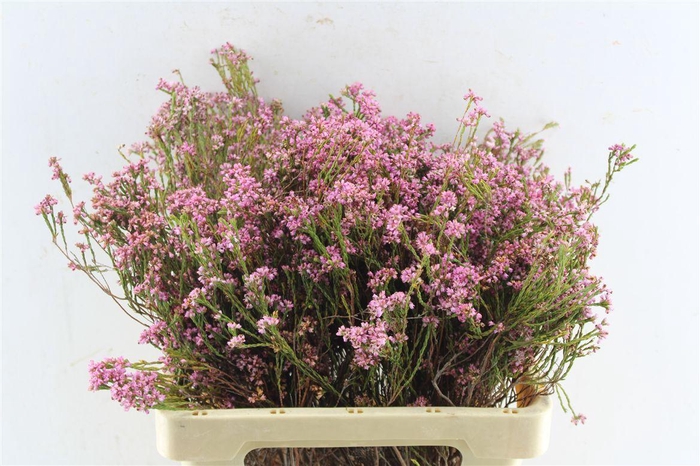 <h4>Kaaps Erica Pink</h4>