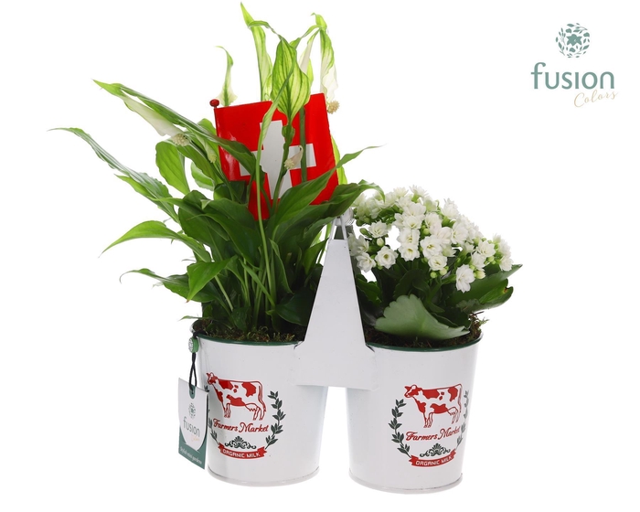 <h4>Zinken plantenbak met Arrangement en Zwitserse vlag</h4>