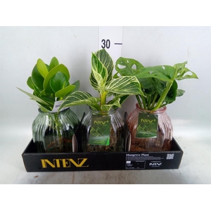 Planten  ..mix