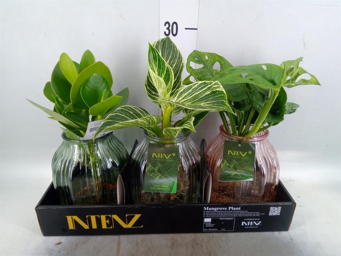 <h4>Planten ..mix</h4>