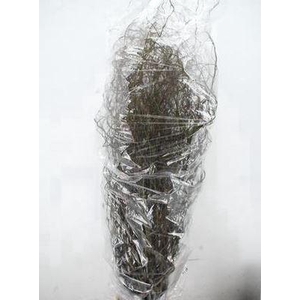 Salix babyl. 'Tortuosa'