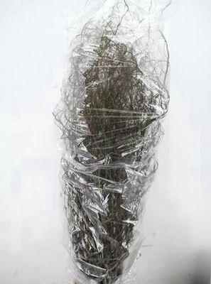 <h4>Salix babyl. 'Tortuosa'</h4>