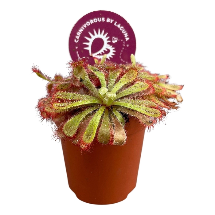 <h4>DROSERA</h4>