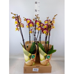 Phalaenopsis   ...yellow