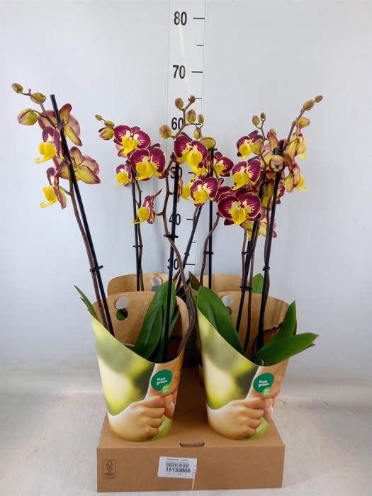 <h4>Phalaenopsis   ...yellow</h4>