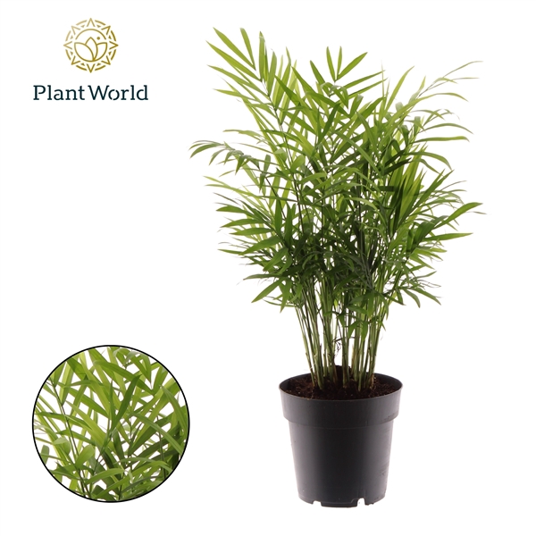 <h4>Chamaedorea elegans</h4>