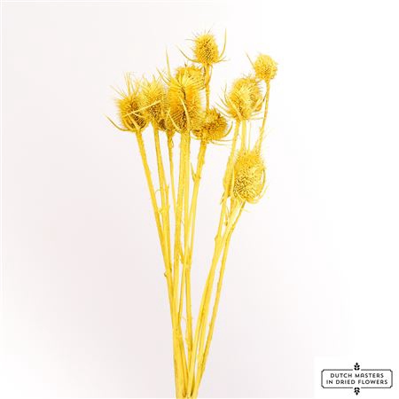 DRIED CARDISTELLA YELLOW BUNCH