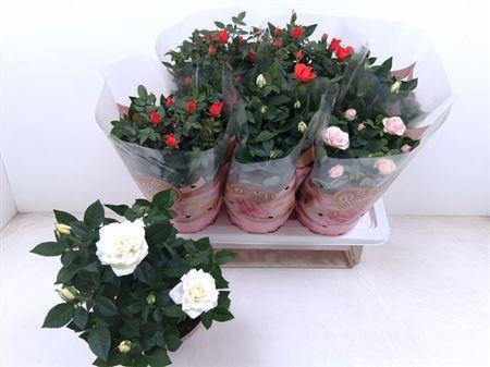 <h4>Ro Fav Ro Gem 3 Srt</h4>