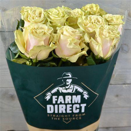 <h4>R Gr Cute Enigma</h4>