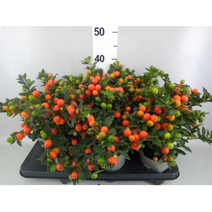 Solanum pseudocapsicum 'Bartoli'
