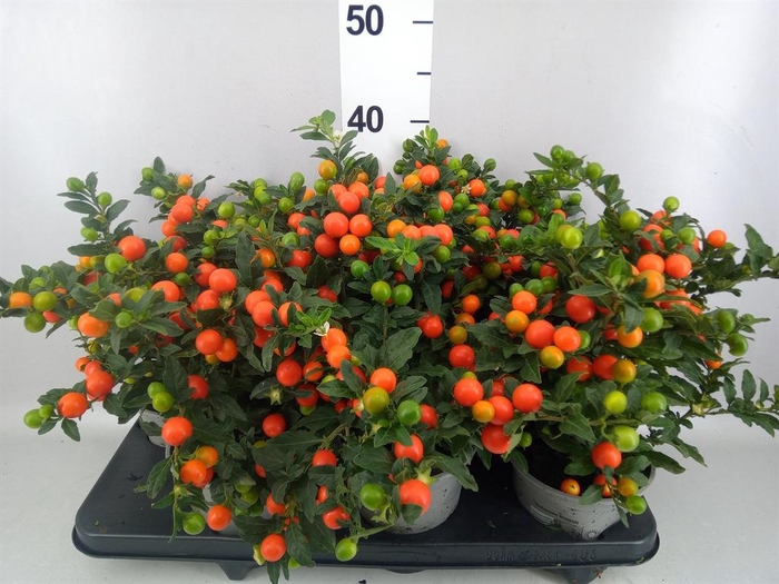 <h4>Solanum pseudocapsicum 'Bartoli'</h4>