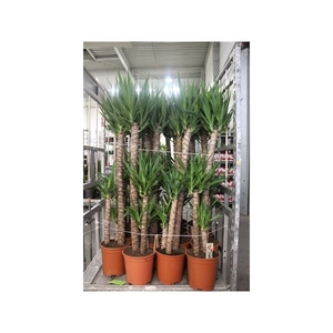 Yucca 120-60-30 Cm Meerkop