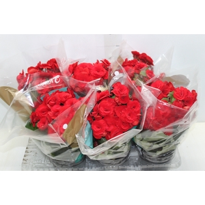 BEGONIA BALADIN P15
