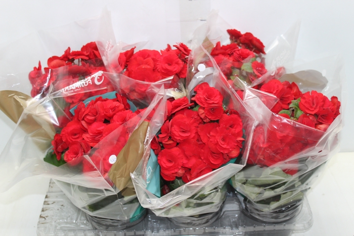 <h4>BEGONIA BALADIN P15</h4>