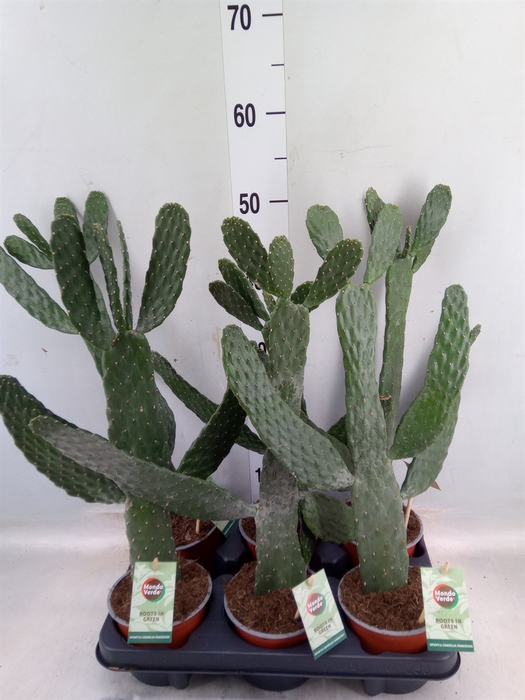 <h4>Opuntia</h4>