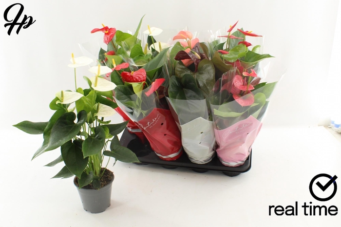 <h4>ANTHU AN GEM 4 KL</h4>