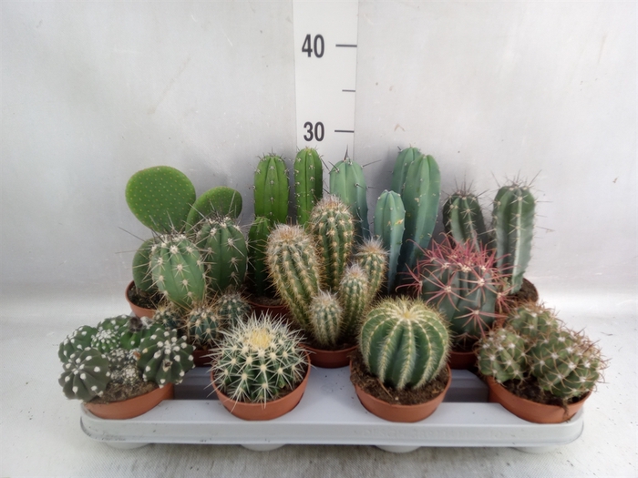 <h4>Cactus   ...mix</h4>