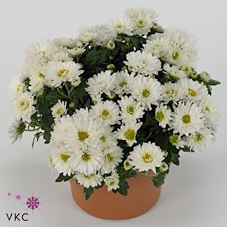 Chrysanthemum  'Braque White'