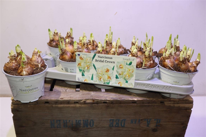 <h4>Narc D Bridal Crown</h4>