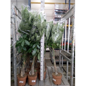 Pachira aquatica