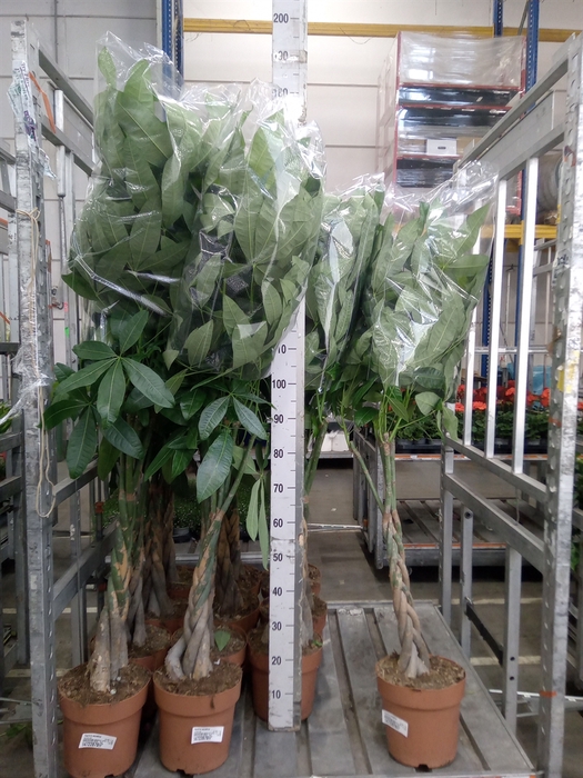 <h4>Pachira aquatica</h4>