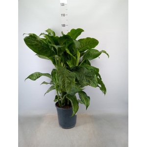 Dieffenbachia  'Spotty'
