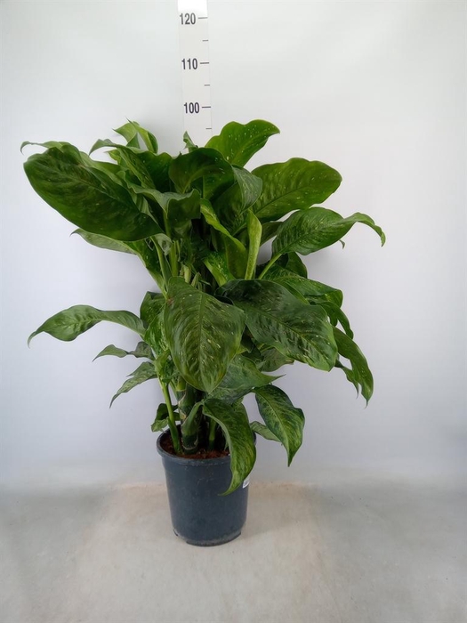 <h4>Dieffenbachia  'Spotty'</h4>