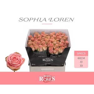 Rosa large sophia loren