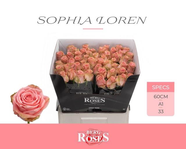 <h4>Rosa large sophia loren</h4>
