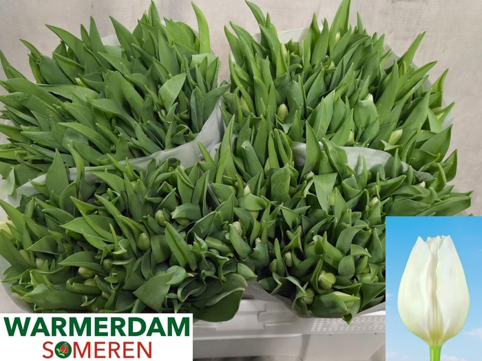 <h4>TU EN WHITE MARVEL</h4>