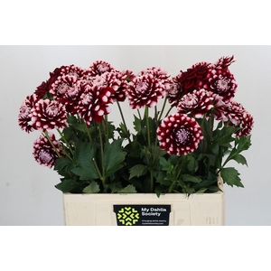 Dahlia Checkers