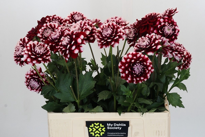 Dahlia Checkers