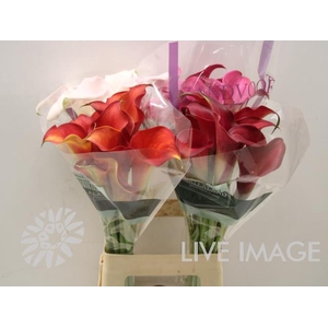 Zantedeschia mix in bucket