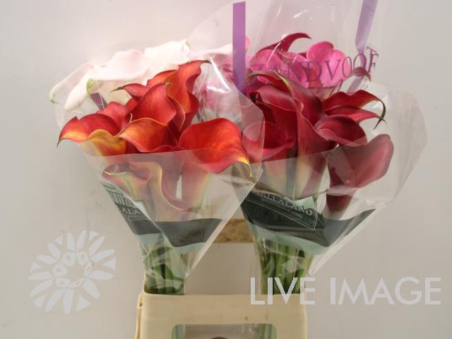 <h4>Zantedeschia mix in bucket</h4>