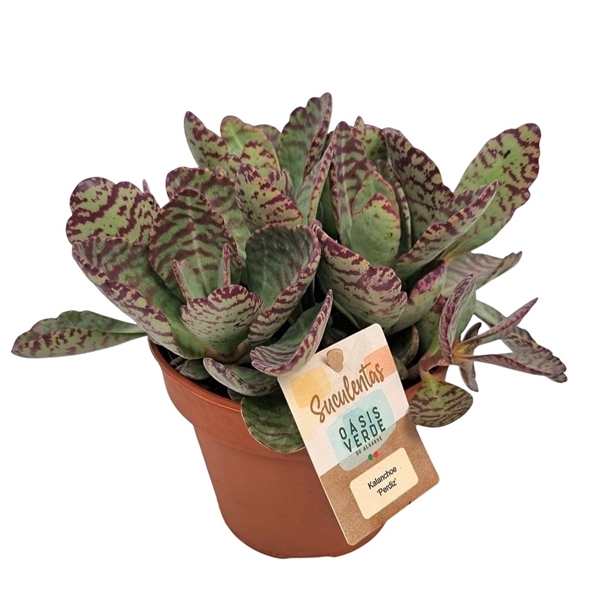 <h4>Kalanchoe Perdiz - 1154</h4>