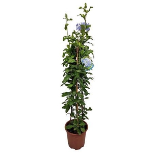 Plumbago Auriculata Pyramid - 1154