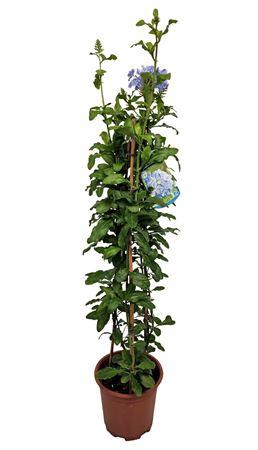 <h4>Plumbago Auriculata Pyramid - 1154</h4>