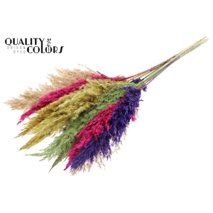 Pampas Grass 70cm 10st/bunch Colourful 2
